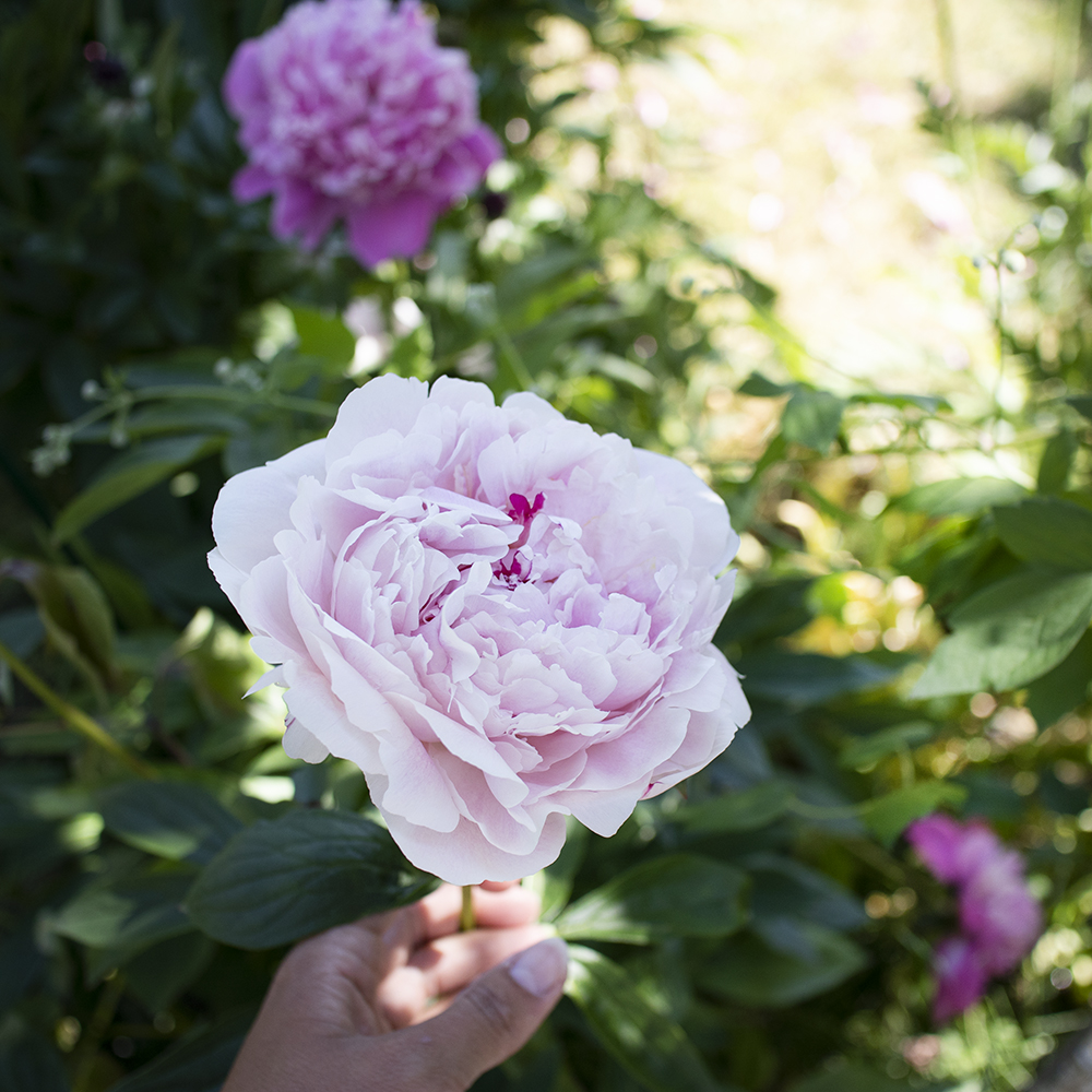 4D09435D 20C2 44F9 B811 7AA094FB778C